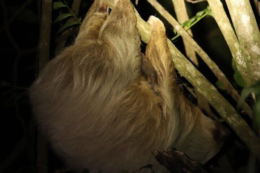 Rural Coffee Processes Inside the Forest with Night Tour