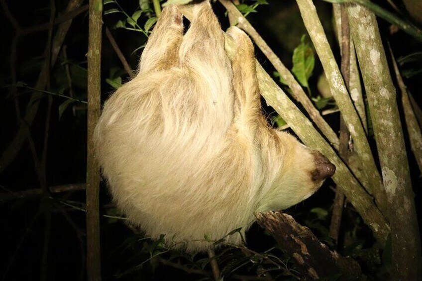 Rural Coffee Processes Inside the Forest with Night Tour