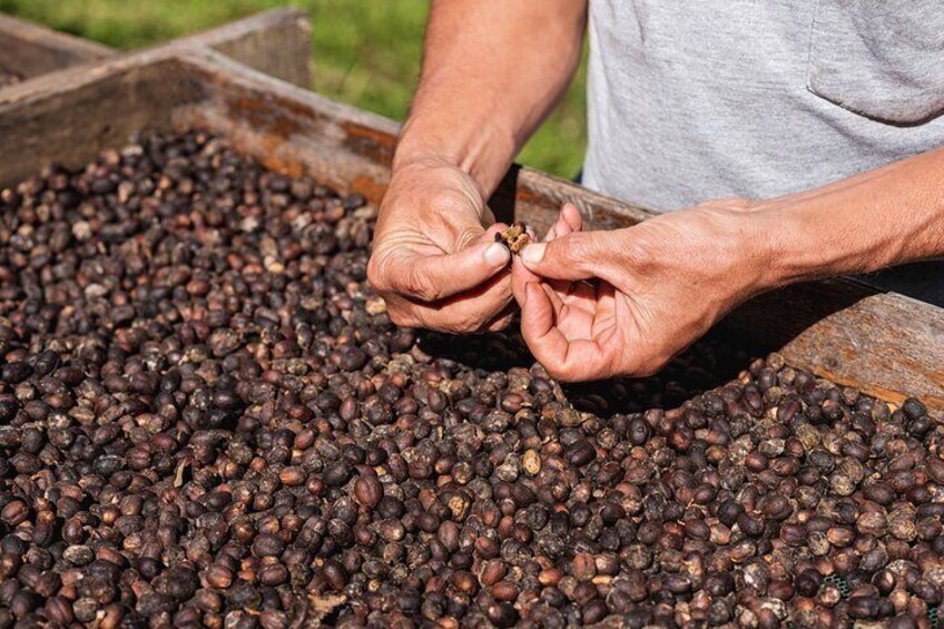 Rural Coffee Processes Inside the Forest with Night Tour