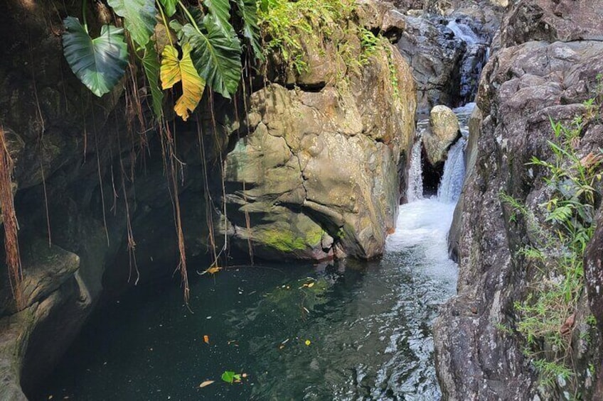 El Yunque Rainforest & Luquillo Kiosk Day Trip