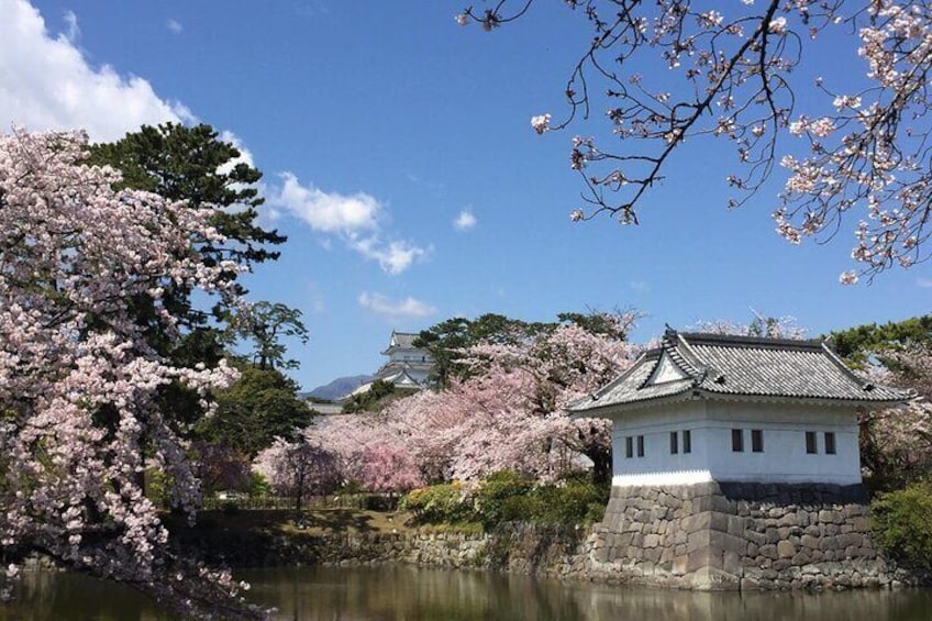 Zazen Meditation and Tea Ceremony in Odawara