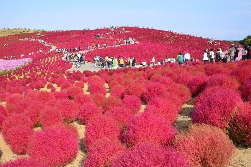 Red Kochia