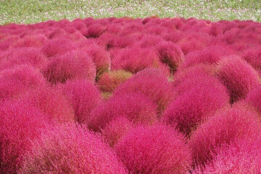 Autumn flowers at Hitachi Seaside Park 1 Day from Tokyo