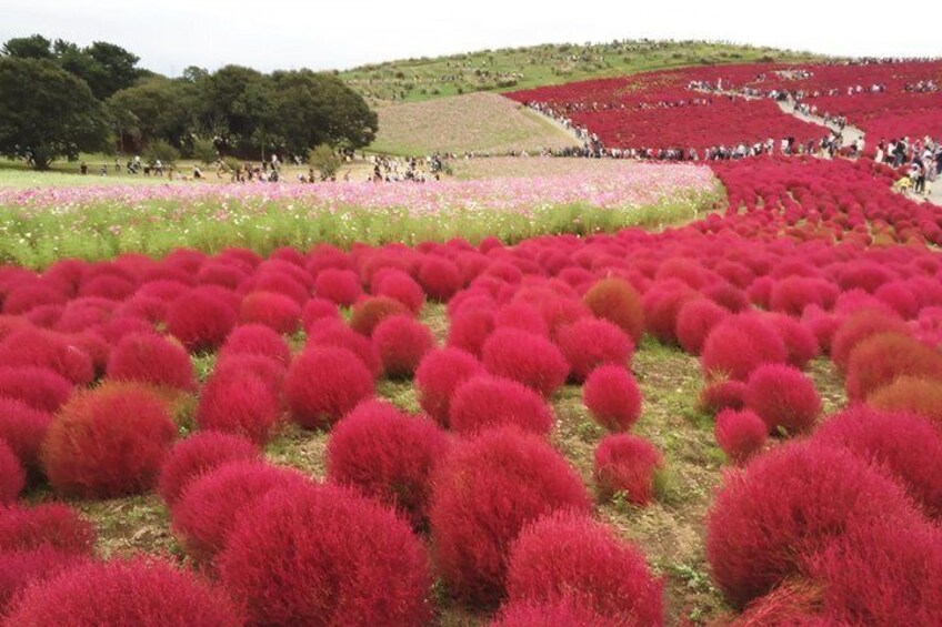 Autumn flowers at Hitachi Seaside Park 1 Day from Tokyo