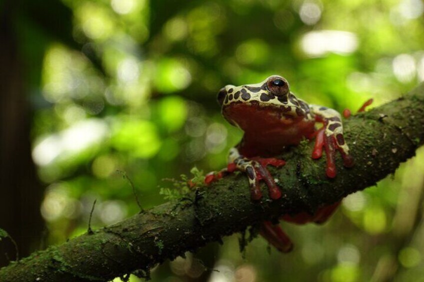 Private 3 Days Amazon Experience at Napo Province