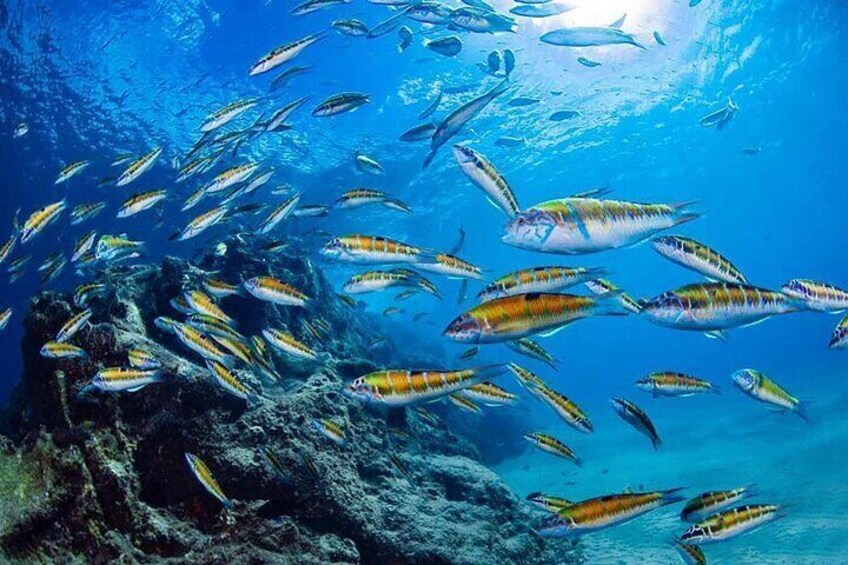 Experience Snorkelling in Puerto Del Carmen, Lanzarote