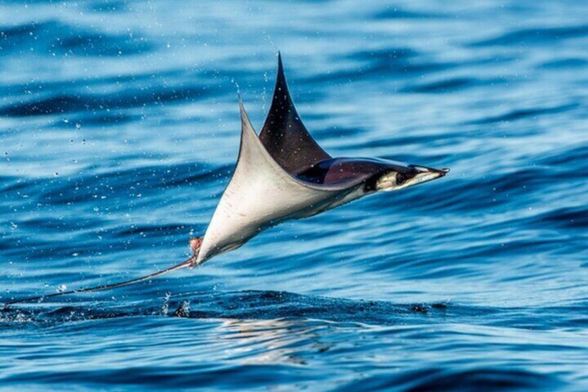 Mobula jumping