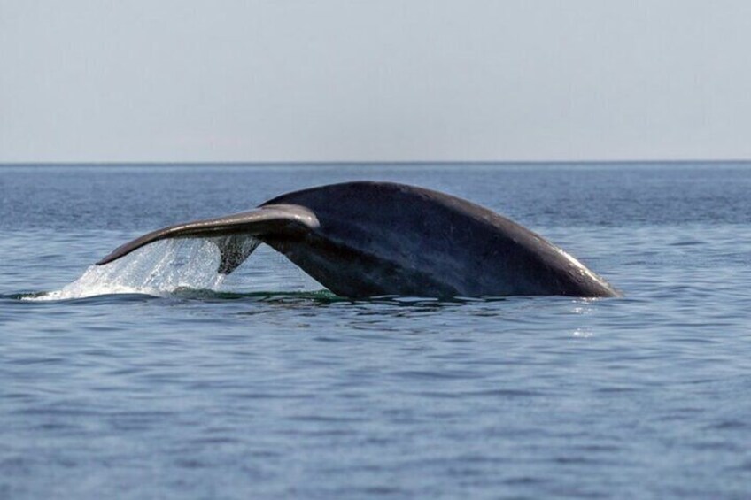 Blue whale