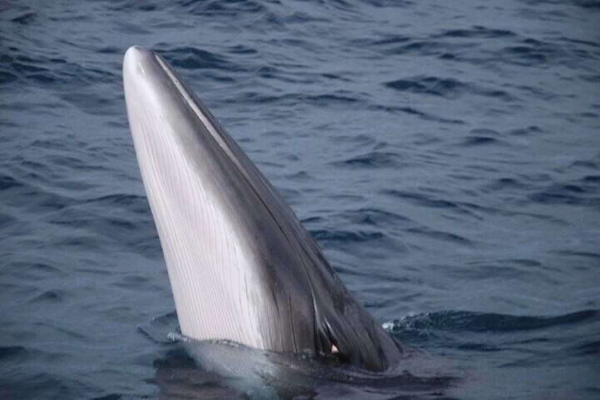 Bryde whale