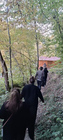 Brașov: 4-Hour Bear Watching Tour in Carpathian Mountains