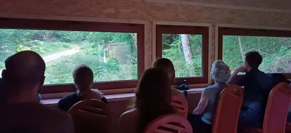 Picture 8 for Activity Brașov: 4-Hour Bear Watching Tour in Carpathian Mountains