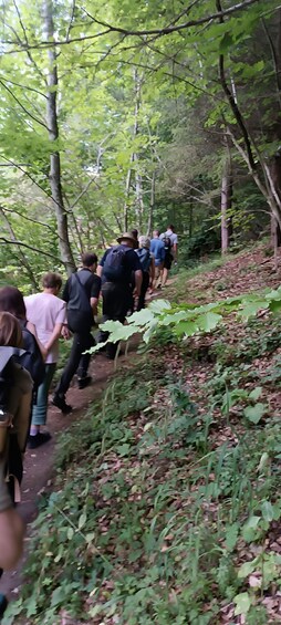 Picture 4 for Activity Brașov: 4-Hour Bear Watching Tour in Carpathian Mountains