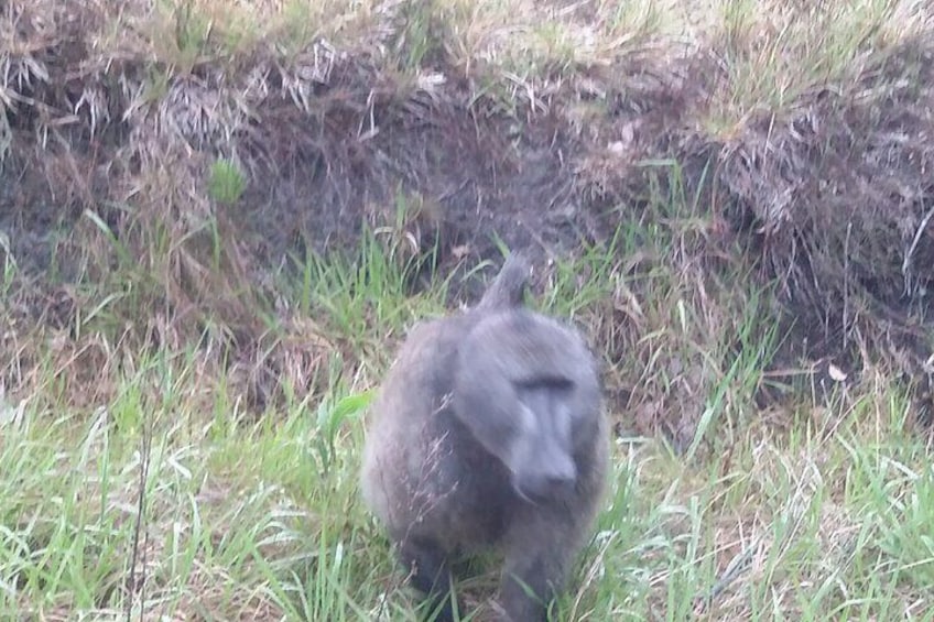 Cape Chacma Baboon 