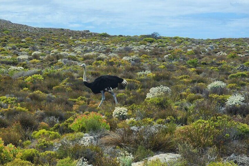 cape ostrich