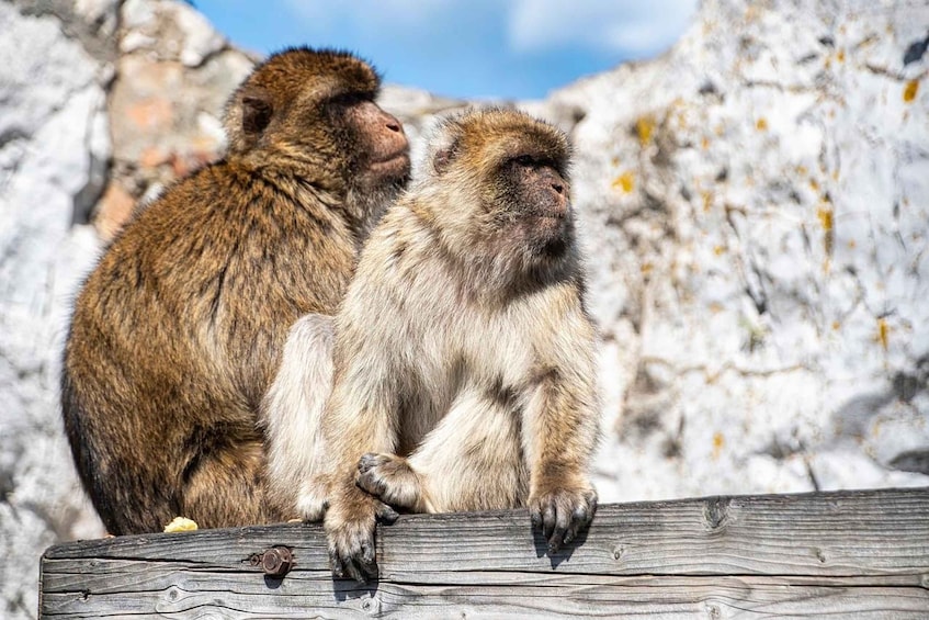 Picture 1 for Activity From Seville: Gibraltar Guided Day Trip