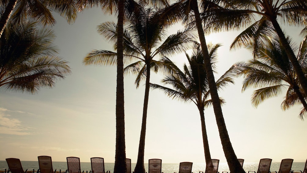 Palm trees on the beach in Bahamas