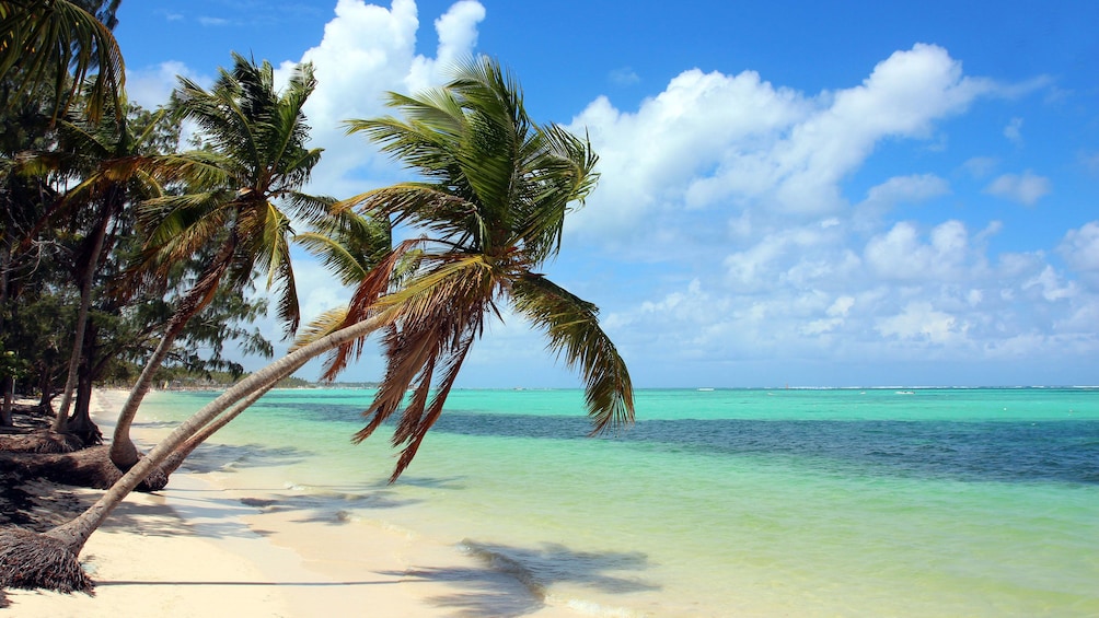 Palm trees on the beach in Bahamas