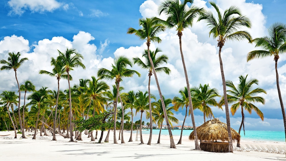 Row of palm trees and small hut on the beach in Bahamas