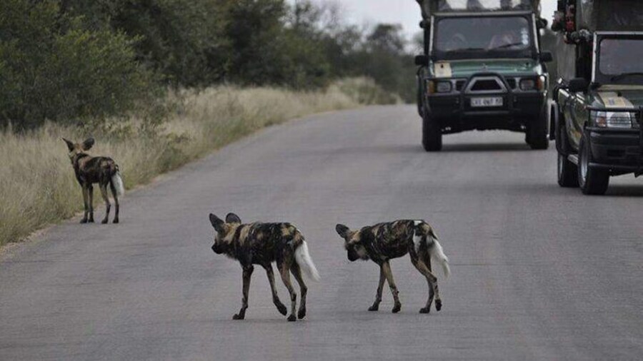 Full day Kruger National Park Tour