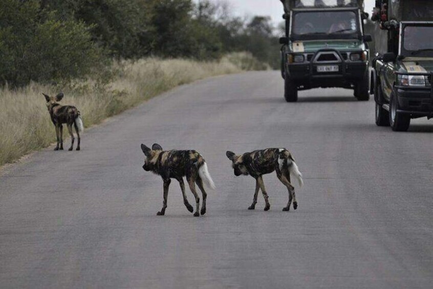 Full day Kruger National Park Tour