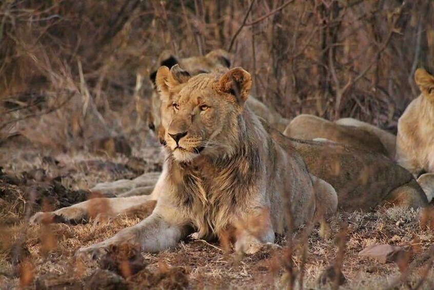 Full day Kruger National Park tour in open Safari vehicle with the Lion Man.