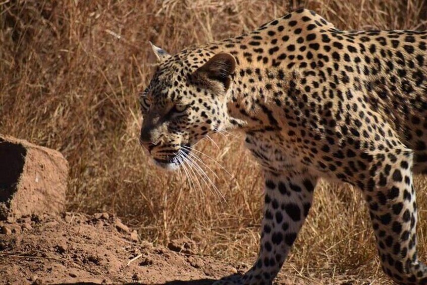 Full day Kruger National Park tour in open Safari vehicle with the Lion Man.