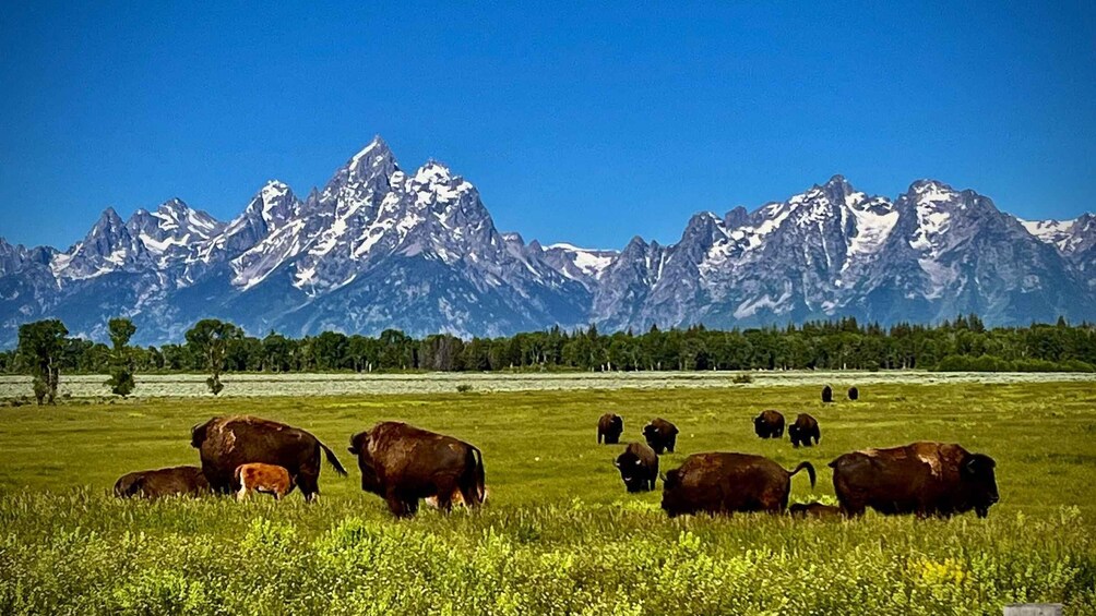 Picture 3 for Activity Jackson: Jackson Hole Side-By-Side Off-Roading Rentals