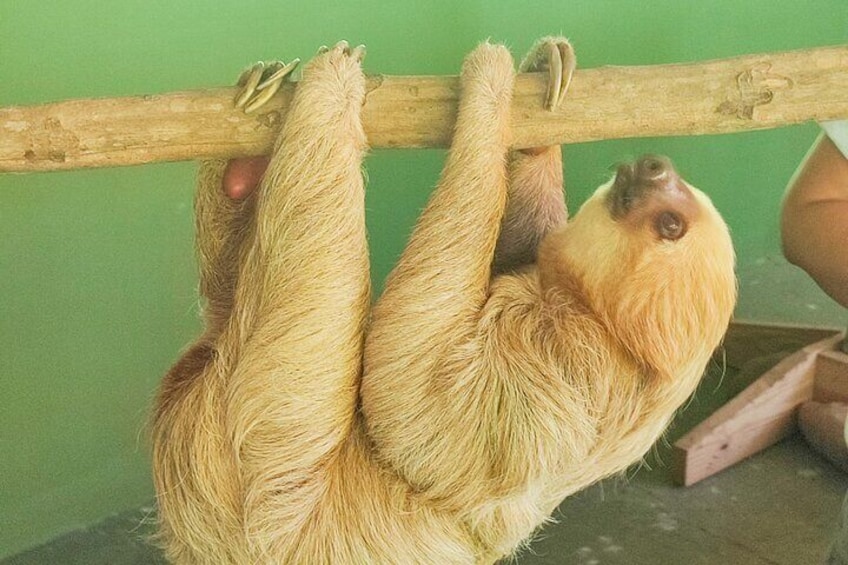 Visit the Island of Monkeys and Sloths from Riu Playa Blanca