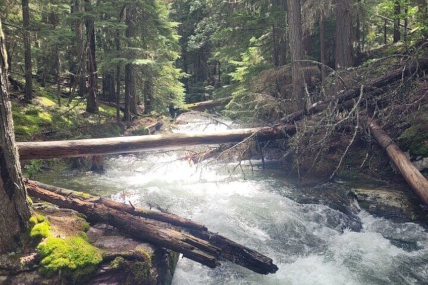 Nature Walk Glacier National Park