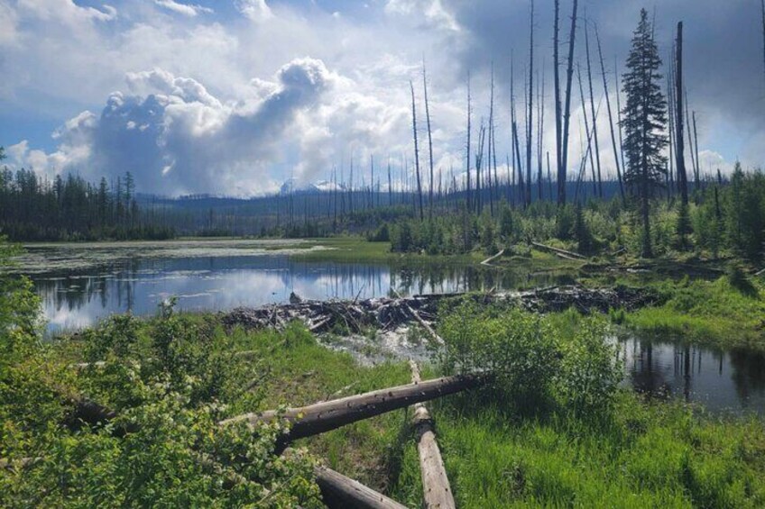Nature Walk Glacier National Park