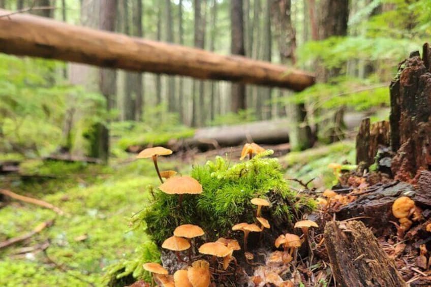 Nature Walk Glacier National Park