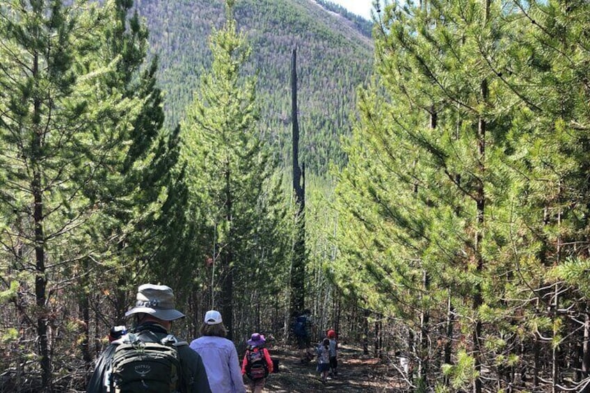 Forest and Fire Nature Trail, Glacier National Park