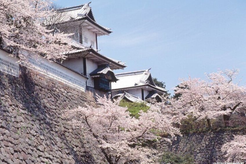 Kanazawa Spring Sakura E-Bike Tour (half -day)