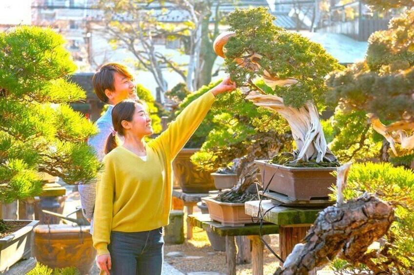 Bonsai Experience at the Most Sacred Place for Bonsai in Japan