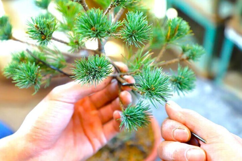 Bonsai Experience at the Most Sacred Place for Bonsai in Japan