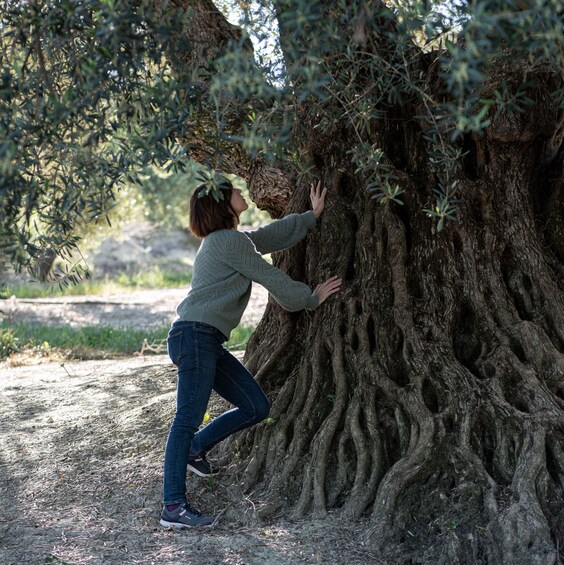 Picture 4 for Activity Cazorla: Olive grove and mill tour