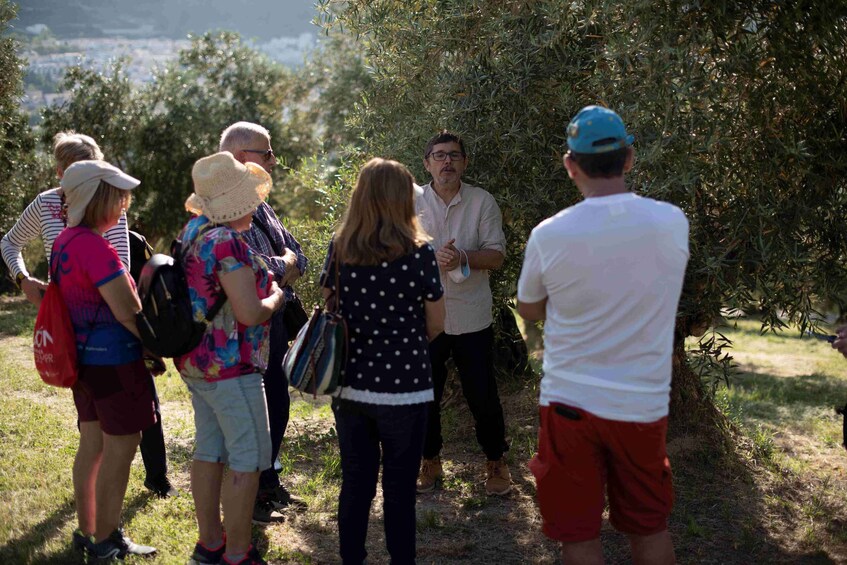 Picture 1 for Activity Cazorla: Olive grove and mill tour