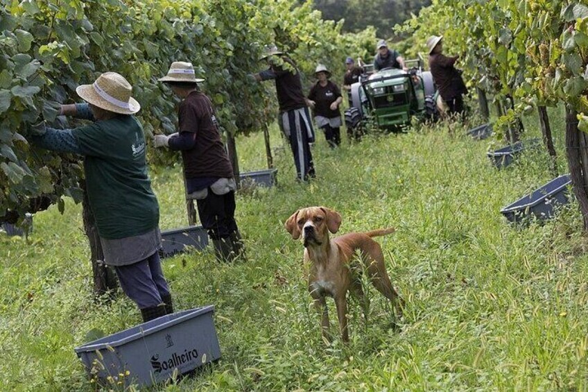 Exclusive Vinho Verde Alvarinho and Minho Region Wine Tour
