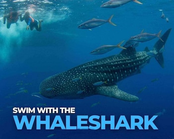 Whale shark Watching