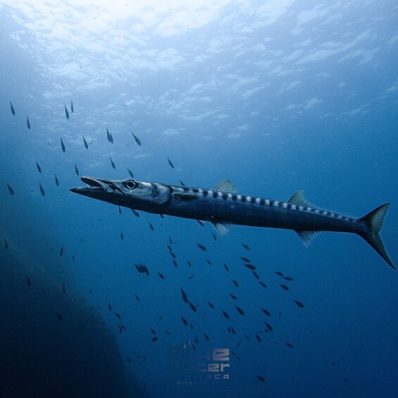 Picture 9 for Activity Menorca: Try scuba diving in Cala'n Bosch