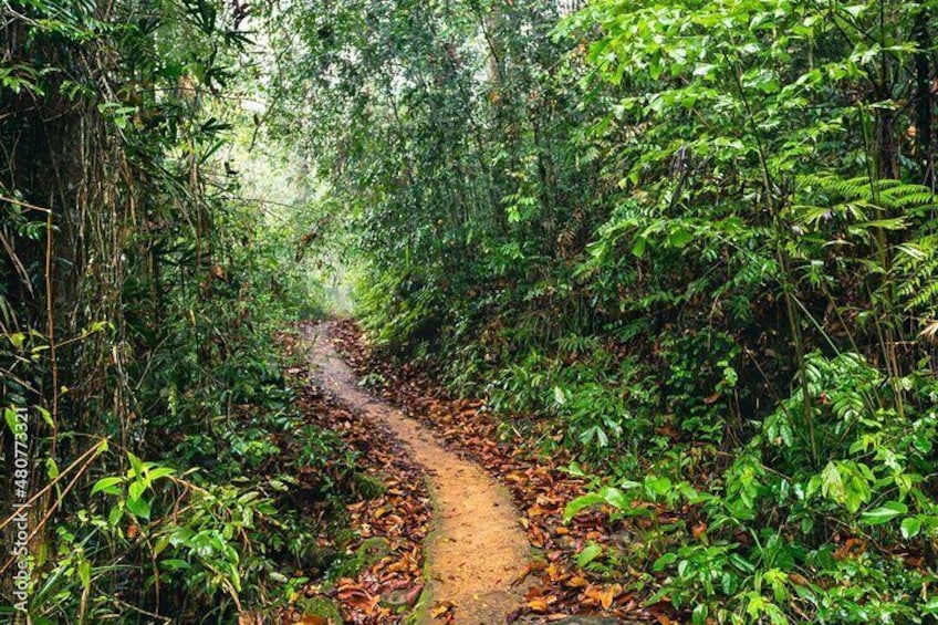 Exclusive Rainforest Tour Capped with a Refreshing Waterfall Dip