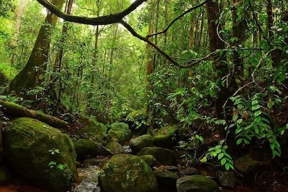 Exclusive Rainforest Tour Capped with a Refreshing Waterfall Dip