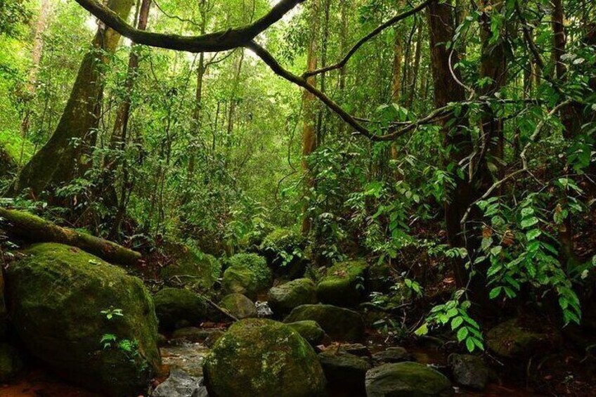 Exclusive Rainforest Tour Capped with a Refreshing Waterfall Dip