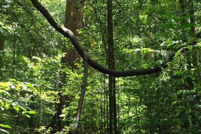 Exclusive Rainforest Tour Capped with a Refreshing Waterfall Dip