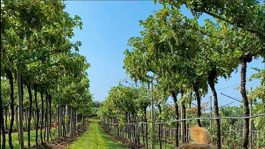 Fumane: Tasting of 5 Valpolicella and Amarone Vintage Wines