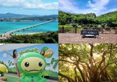 Okinawa: Excursión de un día en autobús al Parque Nacional de Yanbaru