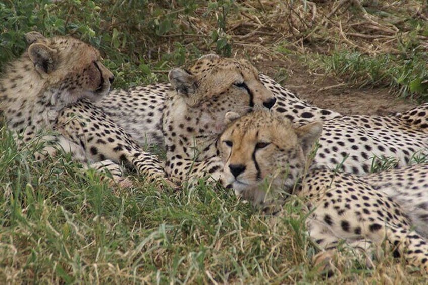 6 days Luxury Wildlife Tanzania Safari