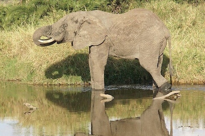 6 days Luxury Wildlife Tanzania Safari