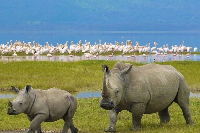 6 days Luxury Wildlife Tanzania Safari