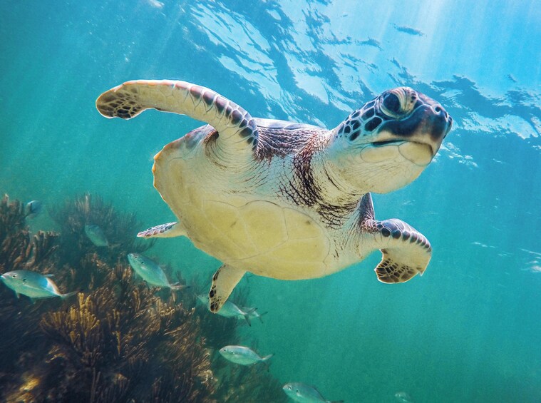 Tulum, Cenote Mariposa, Turtle Swim at Akumal - Budget Tour